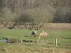 Guide des Yvelines - Parc Naturel Régional de la Haute Vallée de Chevreuse - Chevaux dans une prairie et arbres