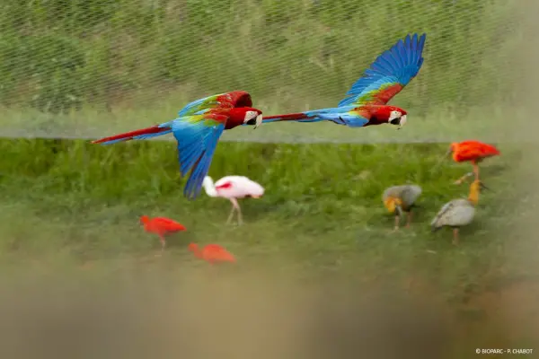 Lo zoo Bioparc di Doué-la-Fontaine - Guida turismo, vacanze e weekend nel Maine-et-Loire