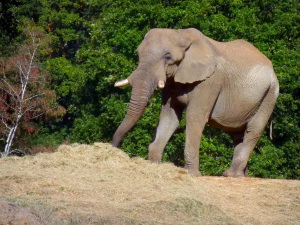 Zoo Safari de Thoiry 38 images de qualité en haute définition