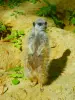 Zoo Safari de Thoiry - Suricate du parc zoologique