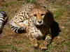 Zoo Safari de Thoiry - Guépard du parc zoologique