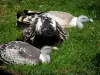 Zoo Safari de Thoiry - Vautours du parc zoologique