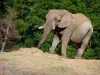 Zoológico Thoiry Safari - Elefante del parque zoológico