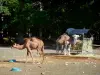 Zoológico Thoiry Safari - Camellos del parque zoológico