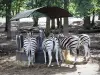 Zoológico Thoiry Safari - Cebras del parque zoológico