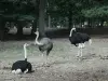 Zoológico Thoiry Safari - Avestruces en el parque zoológico