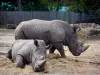 Zoológico Thoiry Safari - Rinoceronte del parque zoológico