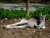 Zoológico Thoiry Safari - Canguro del parque zoológico