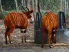 Zoológico Thoiry Safari - Bongós del parque zoológico