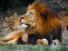 Zoológico Thoiry Safari - León del parque zoológico