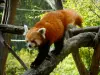 Zoológico Thoiry Safari - Parque zoológico panda rojo