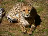 Zoológico Thoiry Safari - Guepardo del parque zoológico