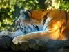 Zoológico Thoiry Safari - Tigre del parque zoológico