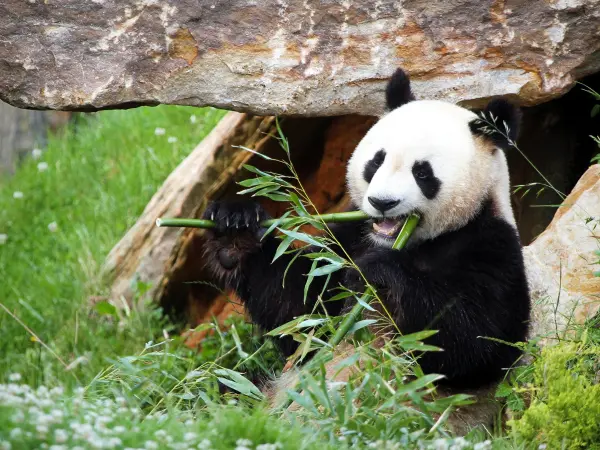 ZooParc di Beauval - Guida turismo, vacanze e weekend nel Loir-et-Cher