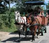 Командная поездка с упряжными лошадьми - Занятие - Отдых и выходные — Camarade