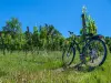 サンテミリオンのブドウ畑での自転車の日とワインの試飲！ - アクティビティ - ヴァカンスと週末のBordeaux