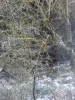 ソルビエ - オーレバレー - Nesteの端に霜で覆われた木。川の横にある冷凍木