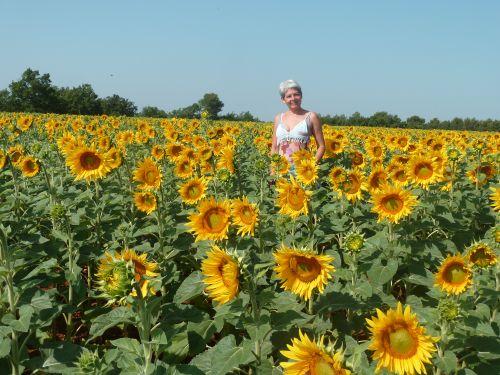 Albizias - Sunflowers