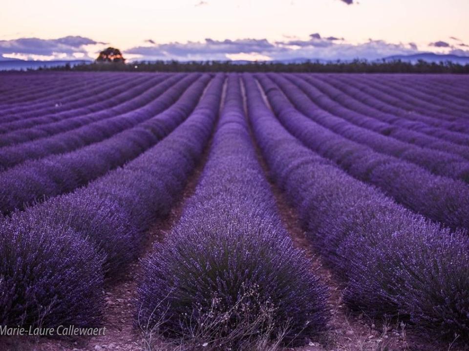 Albizias