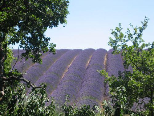 Albizias - Lavendel-Felder Montagnac