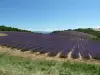 La Bastide du Claus - Vitaverde - Le champ de lavandes voisin