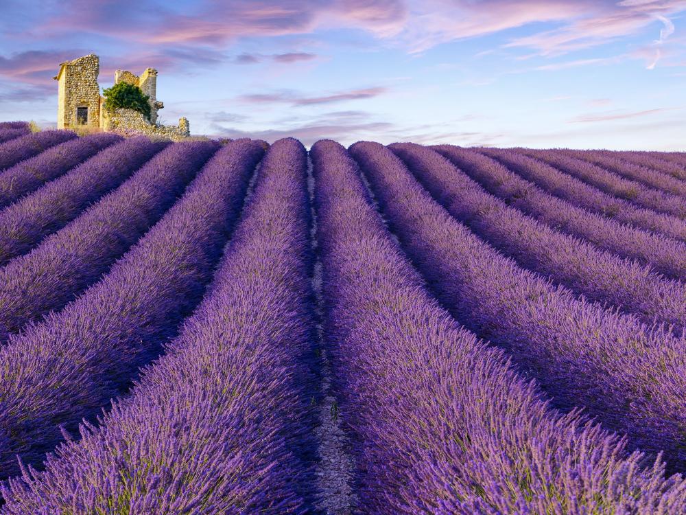La Bastide des Templiers - Gästehaus - Lavendel soweit das Auge reicht… auf dem Plateau von Valensole (40 km von Bras)
