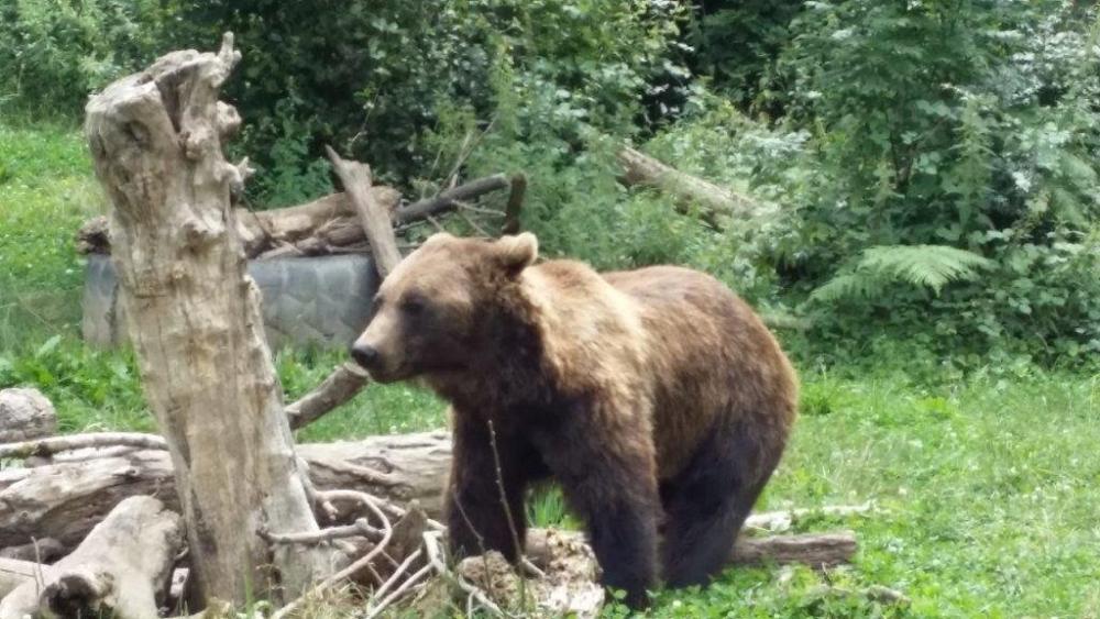Bellevue accous. Flucht in der liebe