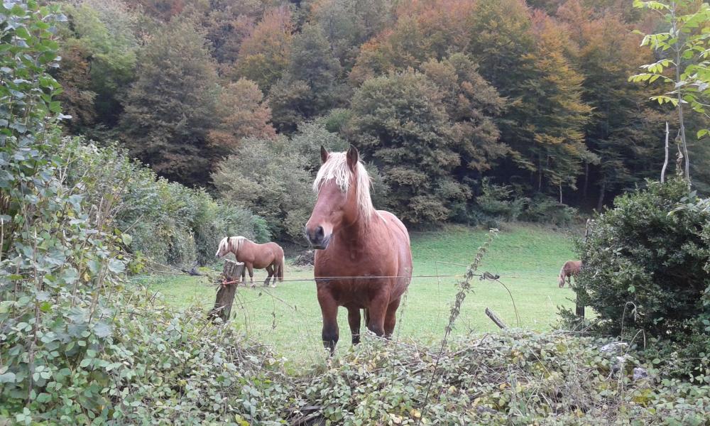 Bellevue accous. Flucht in der liebe - Blick auf das Tal