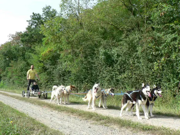 Caminhe com cães de trenó - Atividade - Férias & final de semana em Doué-en-Anjou