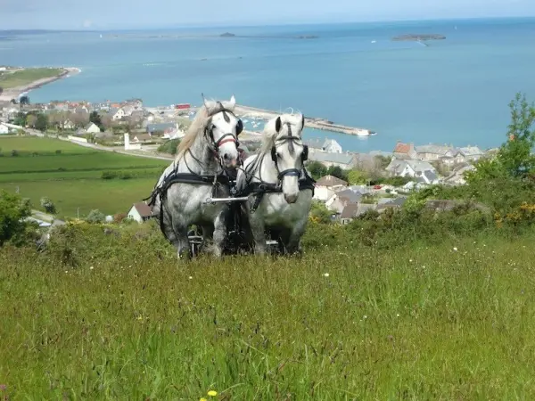 Carriage ride in Cotentin and by the seaside - Activity - Holidays & weekends in Digosville