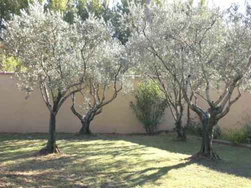 Chambre d'hôte climatisée en Provence - Olivenbäume