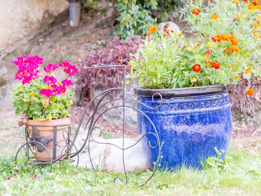 Chambres d hôtes floromel - Unsere Blumen