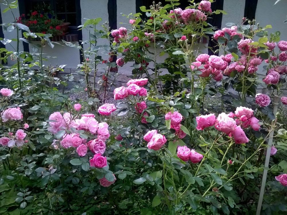 Die Châtaigneraie - Immer Rosen, die ich will