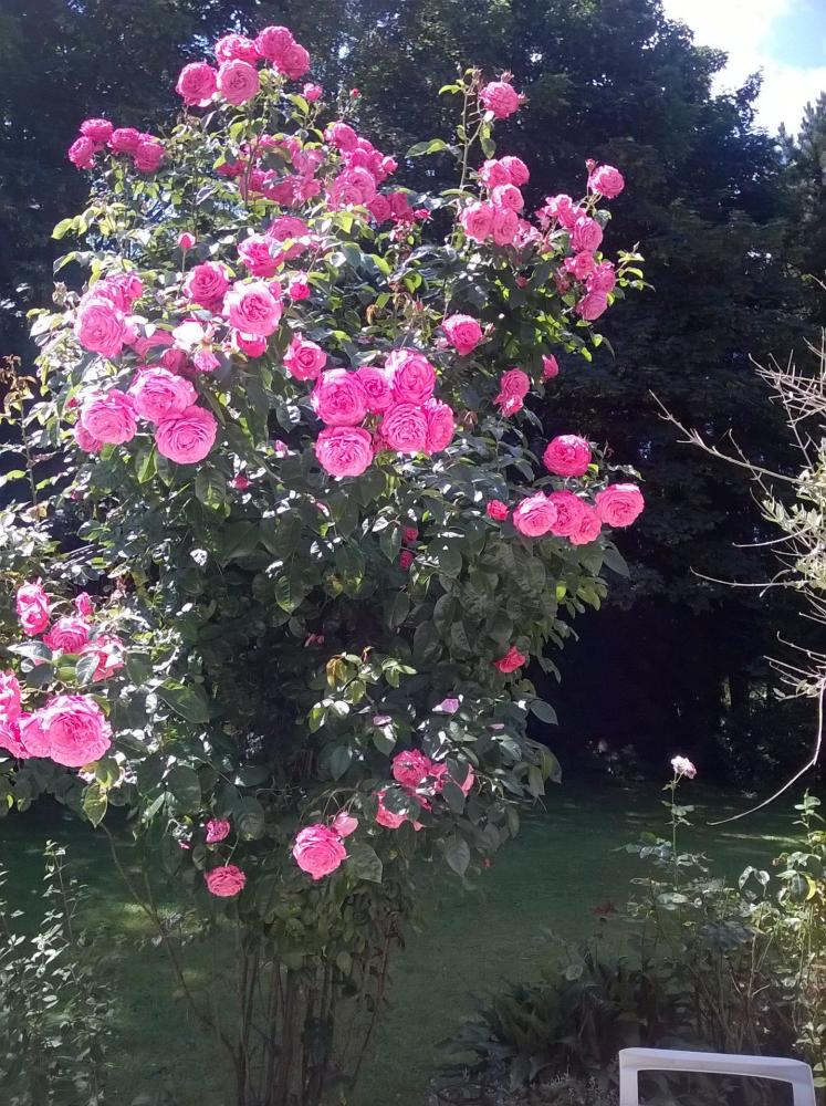 Die Châtaigneraie - Rose der Châtaigneraie