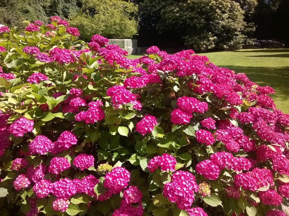 Die Châtaigneraie - Unsere Blumen