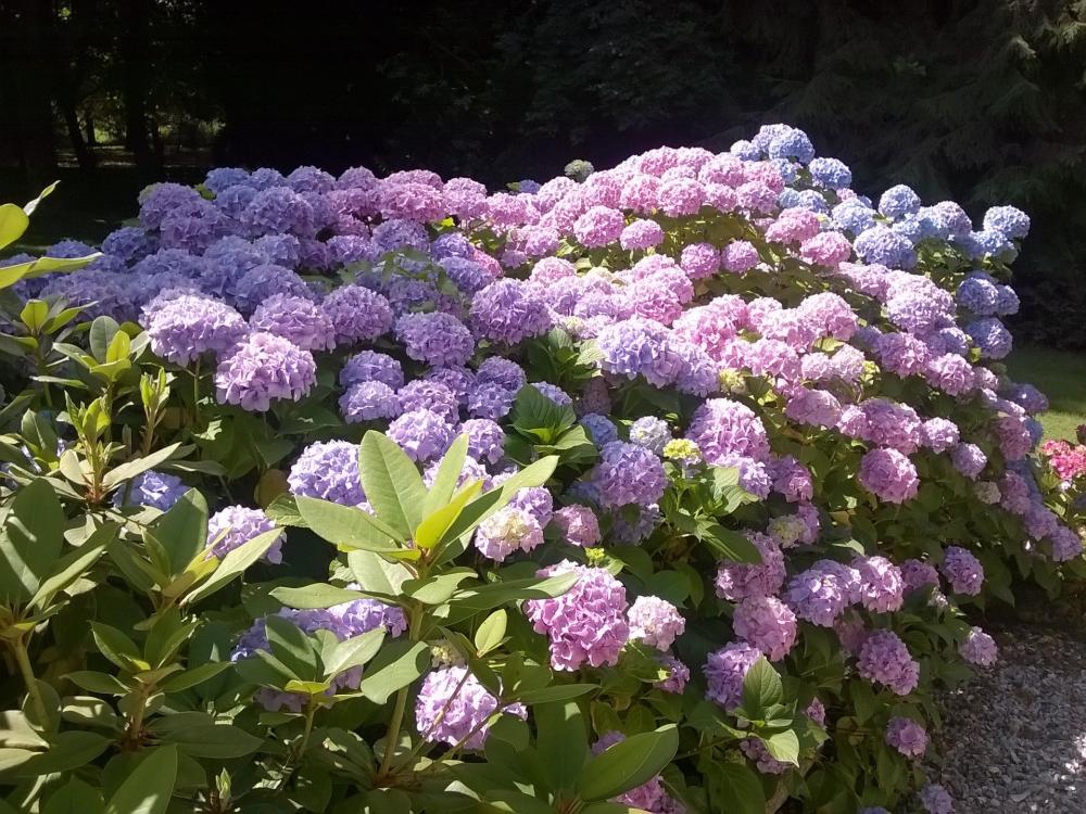 Die Châtaigneraie - Unsere Blumen