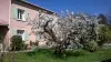 Chez annie et alain - Cerisiers en fleurs