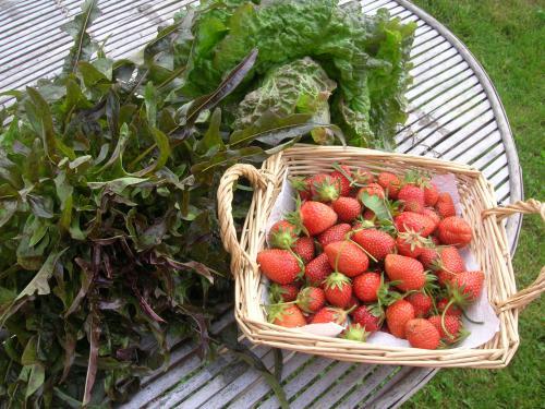 Chez camille, entre Lot & Aveyron - Gute Gartenprodukte