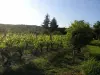 Clos des Bérengeries - Наша Vines лето