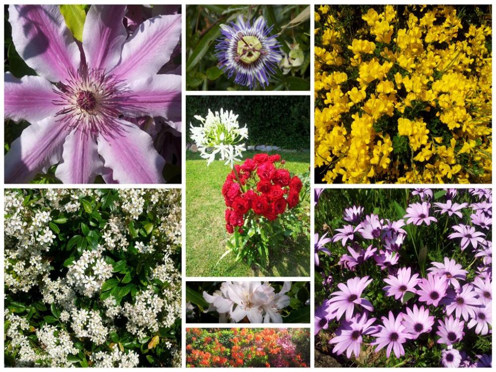 Le Colom Bretagne - Gartenblumen