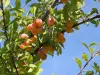 Compras en una tienda de productores - Actividad - Vacaciones y fines de semana en Giroussens