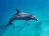 Croisière d'observation des dauphins et baleines - Au départ de Basse-Terre - Activité - Vacances & week-end à Bouillante