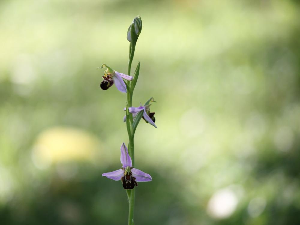 La Croix Saint Jean - Wilde Orchidee