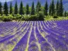 Day Trip to the Occitane Factory, Moustiers-Sainte-Marie and the Verdon Gorges - Activity - Holidays & weekends in Aix-en-Provence