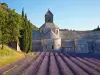 Découverte des champs de Lavande en floraison et marchés provençaux - Activité - Vacances & week-end à Avignon