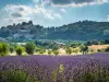 Découverte des villages du Luberon et de ses champs de Lavande - Activité - Vacances & week-end à Aix-en-Provence