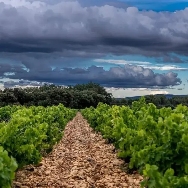 Degustação de vinhos e azeites no Domaine des Garriguettes - Atividade - Férias & final de semana em Châteauneuf-de-Gadagne