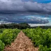 Dégustation vin et huile d'olive au Domaine des Garriguettes - Activité - Vacances & week-end à Châteauneuf-de-Gadagne