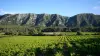 Dégustation de vins au domaine Mas Carlin - Activité - Vacances & week-end à Mas-Blanc-des-Alpilles