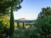 Descubrimiento de los viñedos provenzales - Actividad - Vacaciones y fines de semana en Aix-en-Provence